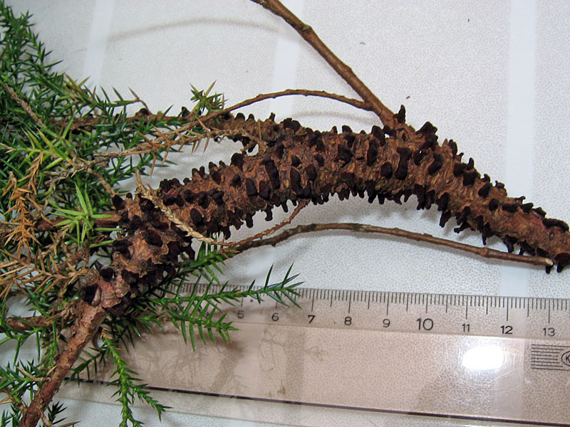 Gymnosporangium sabinae sur Juniperus x media